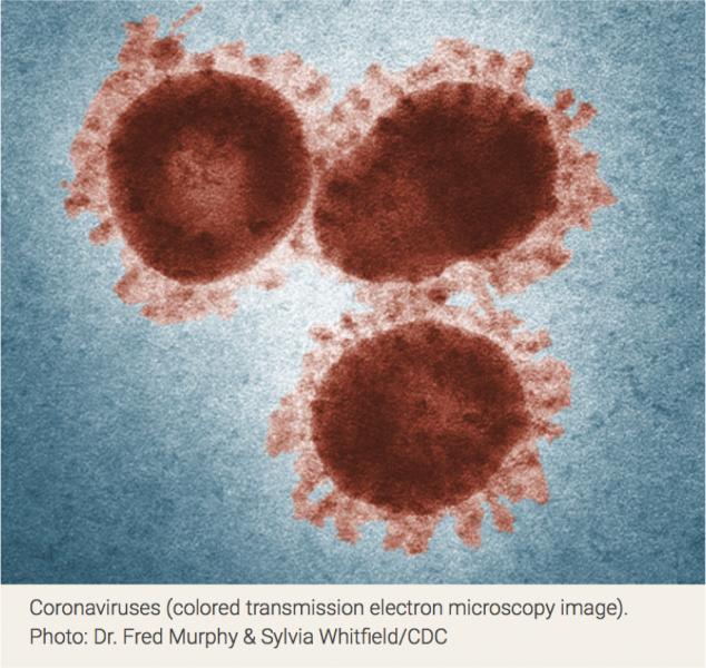 Coronavirus 4B